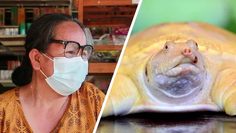 ฮือฮา ตะพาบสีทอง เดินเข้าบ้านแม่ค้า ชาวบ้านรู้ กรูมาขอโชค ส่องเลข