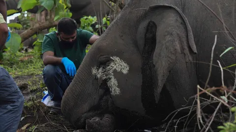 ช้างป่าอินเดียตายสลดยกโขลง คาดถูกฟ้าผ่า