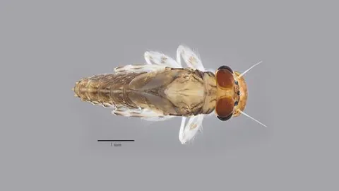 พบแมลงชีปะขาวชนิดใหม่ของโลก