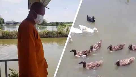 พระกับสัตว์คุยกันรู้เรื่องเรียก มา มา เป็ดห่านก็มารอกินอาหารกับปลาสวาย (คลิป)