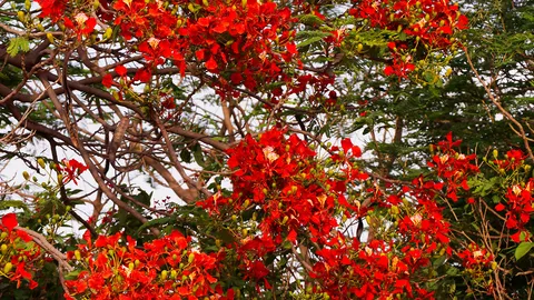 The trees were flaming.