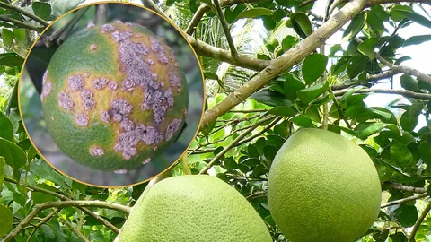 เตือนชาวสวนส้มโอระวังโรคขี้กลาก