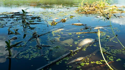 ชาวบ้านร้องทุกข์ เจอปัญหาน้ำเน่าเสีย กลิ่นเหม็น มาเป็นปี อยากให้ตรวจสอบโรงงาน