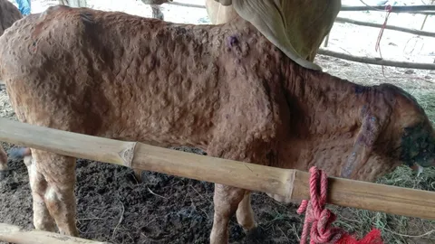 สกลนครประกาศเขตโรคระบาด "ลัมปีสกิน" วัวติดเชื้อแล้ว 3,515 ตัว