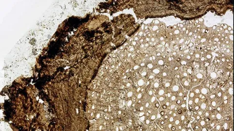 ฟอสซิลเถาวัลย์อายุ 18.5 ล้านปีระบุเป็นชนิดใหม่