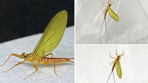 แมลงชีปะขาวชนิดใหม่ของโลก