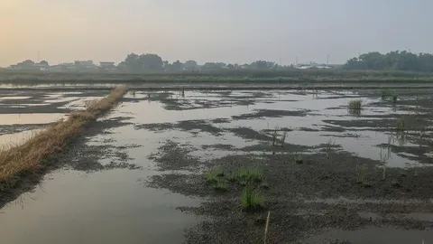 ชาวบ้านสำโรง บุรีรัมย์ ร้องหน่วยงานให้เร่งแก้ปัญหาน้ำท่วมพื้นที่เกษตร