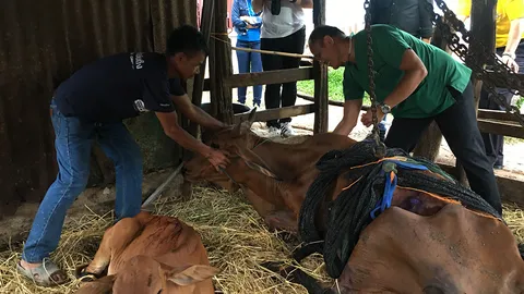 ปศุสัตว์นครพนม เร่งช่วยแม่วัวค่าตัวหลักแสน ป่วยลัมปีสกิน มั่นใจรอดแน่