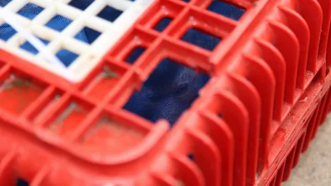 สกัดจับขบวนการลักลอบค้าลิงแสม เตรียมส่งขายชายแดน