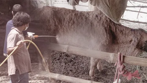 โควิดยังไม่จบ โรคลัมปี สกิน เข้ามาซ้ำเติม ระบาดในวัว ติดต่อสู่คนได้หรือไม่