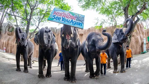สวนเสือศรีราชา จำใจประกาศขาย ช้าง 11 เชือก จากพิษ "โควิด-19"