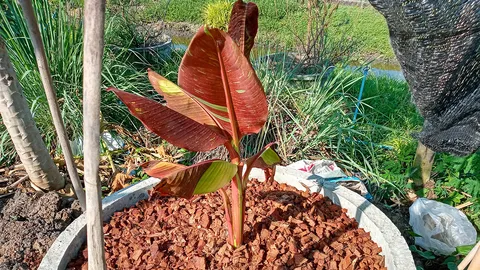 กล้วยด่างพลิกชีวิต ขายหน่อละเป็นแสน เป็นไม้หายาก มีน้อย