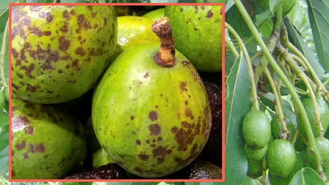 โรคจุดดำในอะโวคาโด