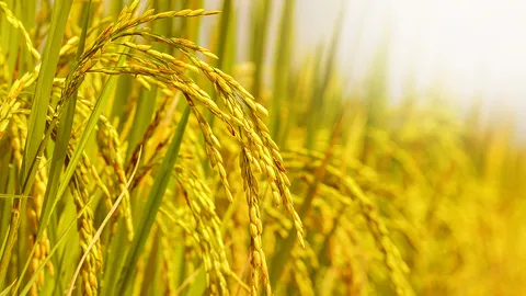 โศกนาฏกรรมเรื่องข้าว