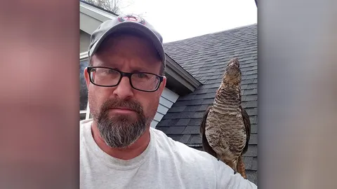 ไก่ป่ายอดคู่หู