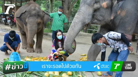 ช่วยช้างช่วยชาติ เหมามะม่วงชาวสวนมาเลี้ยงน้อง เราจะรอดไปด้วยกัน