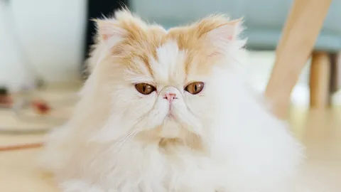 แพทย์ผิวหนัง เตือนแผล "แมวกัด" เสี่ยงแบคทีเรียกินเนื้อคน อันตรายถึงชีวิต