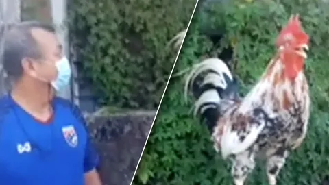 พ่อไก่แจ้พันธุ์ผสมเมืองคอน ขันมาเป็นเสียงคนหัวเราะ ชวนฮา พาขำกลิ้ง (คลิป)