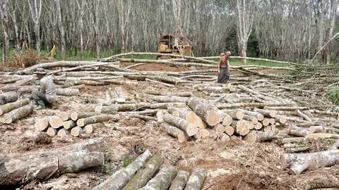 ปรับหลักเกณฑ์โค่นสวนยาง รองรับไม้แปรรูปโตกว่า 10%