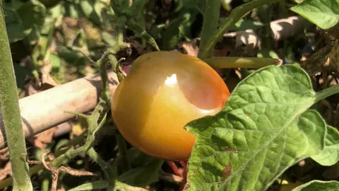 มะเขือเทศโรงงาน ของดี มีที่ขายชัวร์