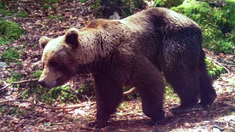 ตะลึง! หมีตัวใหญ่ห้อยตัวบนยอดเสาไฟ จนท.แอริโซนา ตัดไฟฟ้าเข้าช่วยเหลือ