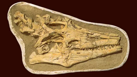 ค้นพบฟอสซิลกิ้งก่าทะเลยักษ์สายพันธุ์ใหม่ในโมร็อกโก