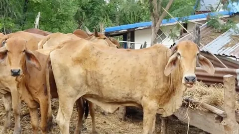 กลุ่มฟาร์มปศุสัตว์ แจกน้ำเชื้อฟรี ช่วยคนเลี้ยงหลังวัวที่ตายจากลัมปีสกิน