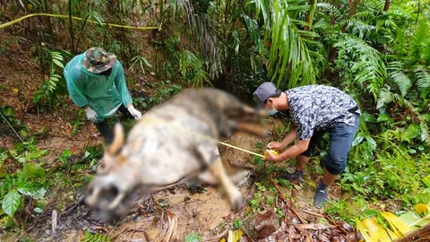 เศร้า กระทิงหนุ่มติดบ่วงแร้วพรานใจโหด ดิ้นหนีมาตายอยู่ริมลำธาร