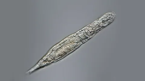 สิ่งมีชีวิตตัวจิ๋ว ที่ฝังในดินไซบีเรียตื่นขึ้นอีกครั้ง