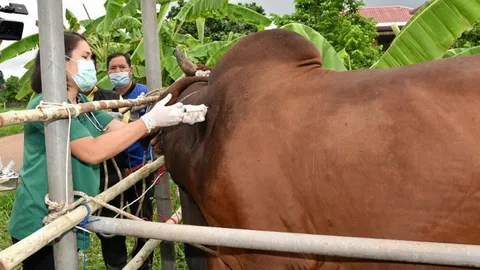 วัคซีนลัมปีฯมาอีก 3 แสนโด๊ส ไม่ได้ใช้ฉีดโคกระบือทุกตัว