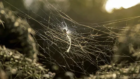 ทางเลือกที่ยั่งยืนของพลาสติกแบบใช้ครั้งเดียวทิ้ง