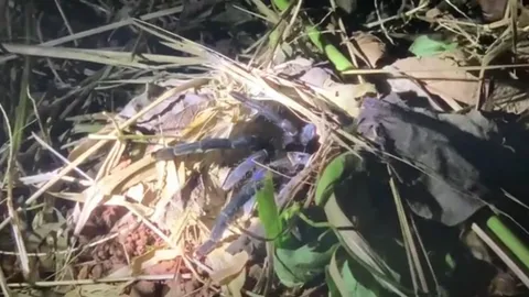 คอหวยเข้าป่ากลางดึก หย่อนกระดาษเสี่ยงโชคใส่ "รูพญาบึ้ง" ลุ้นเลขเด็ด