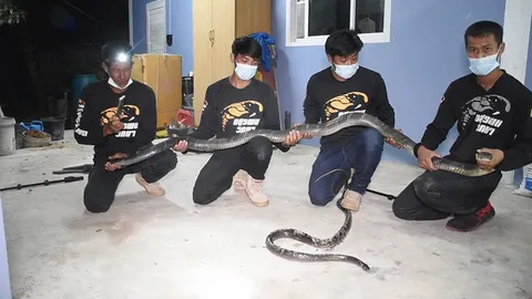 กู้ภัยจันทบุรีช่วยจับ งูจงอางคาบงูสิง ก่อนเลื้อยซุก จยย.รับวันหวยออก (คลิป)