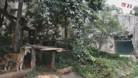 "เจ้าลิฟท์" เสือโคราช เสี่ยงทายผลยูโร 2020 อิตาลีจะคว้าชัยเหนือสวิตฯ (คลิป)