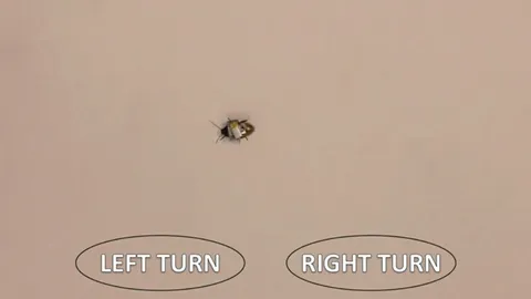 ระบบไฮบริดผสานการทำงานของแมลงกับคอมพิวเตอร์เข้าด้วยกัน