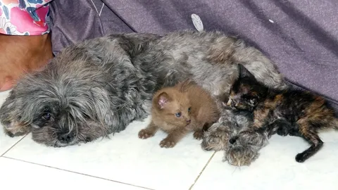 รักต่างสายพันธุ์ หมาชิสุเลี้ยงลูกแมวกำพร้า แม่หายคาดถูกงูเหลือมกิน