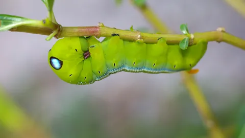 ทำนายฝันเห็นหนอน หนอนตัวใหญ่ หนอนไต่ตามตัว มีความหมายอย่างไร?