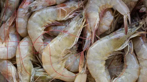 สมาคมผู้เลี้ยงกุ้งฯ วอนกรมประมงตรวจสอบ หลังมีการนำเข้ากุ้งจากเอกวาดอร์