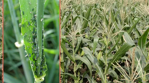 ข้าวโพดหวานระวังเพลี้ยอ่อน