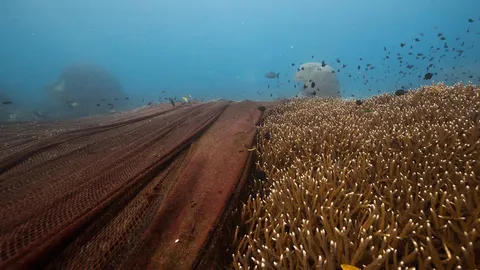 "ทช.-กองทัพเรือ" เคลียร์อวนยักษ์ติดปะการัง เกาะโลซิน หนักกว่า 800 กิโล