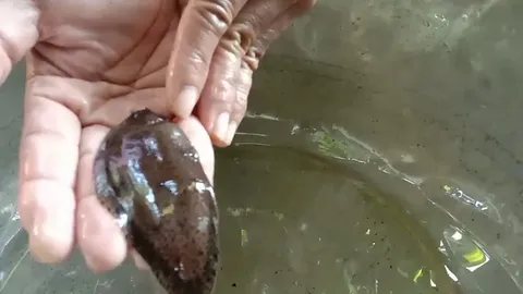 ชาวบ้านคลองหลวงแพ่ง จับปลาทรงประหลาด คาดเป็นปลาลิ้นหมาน้ำจืดโตในธรรมชาติ (คลิป)