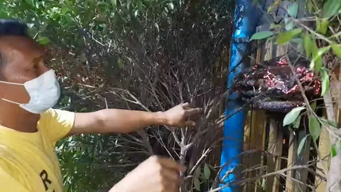 กู้ภัยศรีราชาช่วยทำลายรังต่อหัวเสือ ริมรั้วข้างร้านทอง เกรงทำร้ายชาวบ้าน (คลิป)