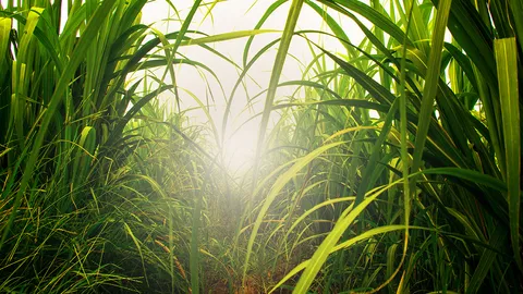 ติดป้ายรับซื้อสูงลิ่วตันละ 1,300 บาท หวั่นฝนทิ้งช่วง โรงงานเปิดศึกแย่งอ้อย