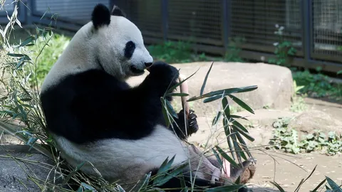 สวนสัตว์ญี่ปุ่นเฮ แพนด้ายักษ์ ตกลูกแฝดคู่ รัฐบาลร่วมยินดี