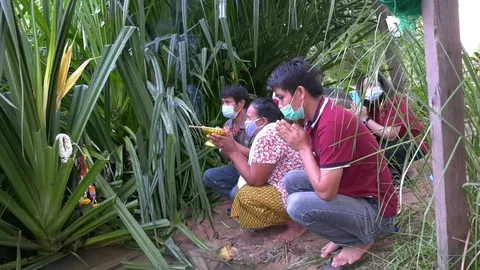 คอหวยแห่ขอโชค "ต้นลำเจียก" ปราสาทภูมิโปน อยู่มา 1 ชั่วอายุคนเพิ่งออกดอก (คลิป)