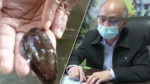 ประมงฉะเชิงเทรา แจงปลาประหลาดคือ ปลายอดม่วงลายด่าง กินได้ไม่อันตราย (คลิป)