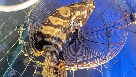 วัตถุดิบทะเลจันท์ "ปลาเก๋ามุกมังกร" จากฟาร์มปูนิ่มลุงถนอม เนื้อดีรสเยี่ยม