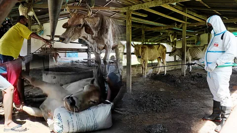 ไทยคุมไม่อยู่ "ลัมปี สกิน" ระบาดหนักในวัว มากกว่า 50 จังหวัด เร่งทำวัคซีนสู้