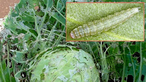 ตระกูลกะหล่ำระวังหนอนใยผัก