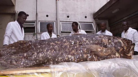 ข้อมูลใหม่ของปลา ที่ขนานนามว่า “ฟอสซิลที่มีชีวิต”